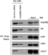 Fig. S1.