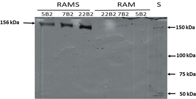 FIGURE 4