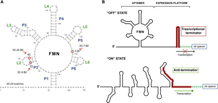 FIGURE 2