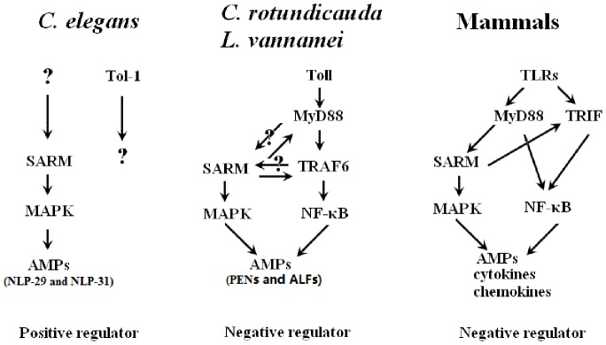 Figure 13