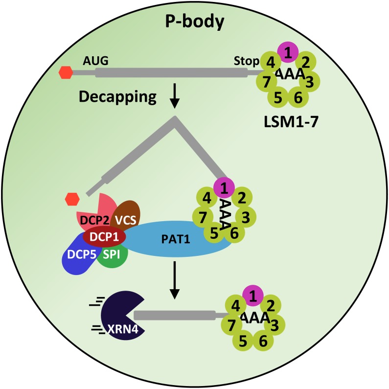 FIGURE 4