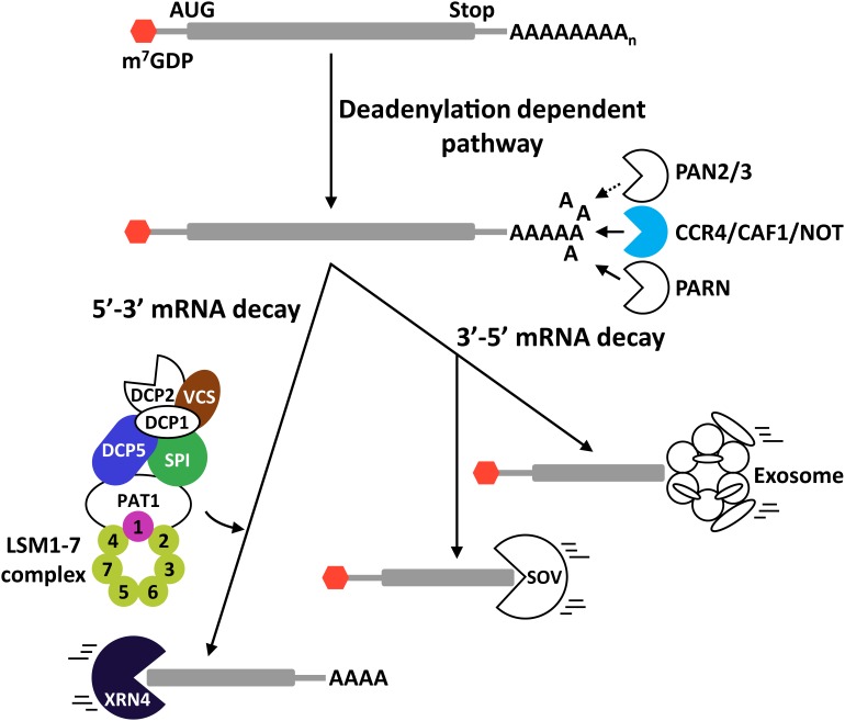 FIGURE 2