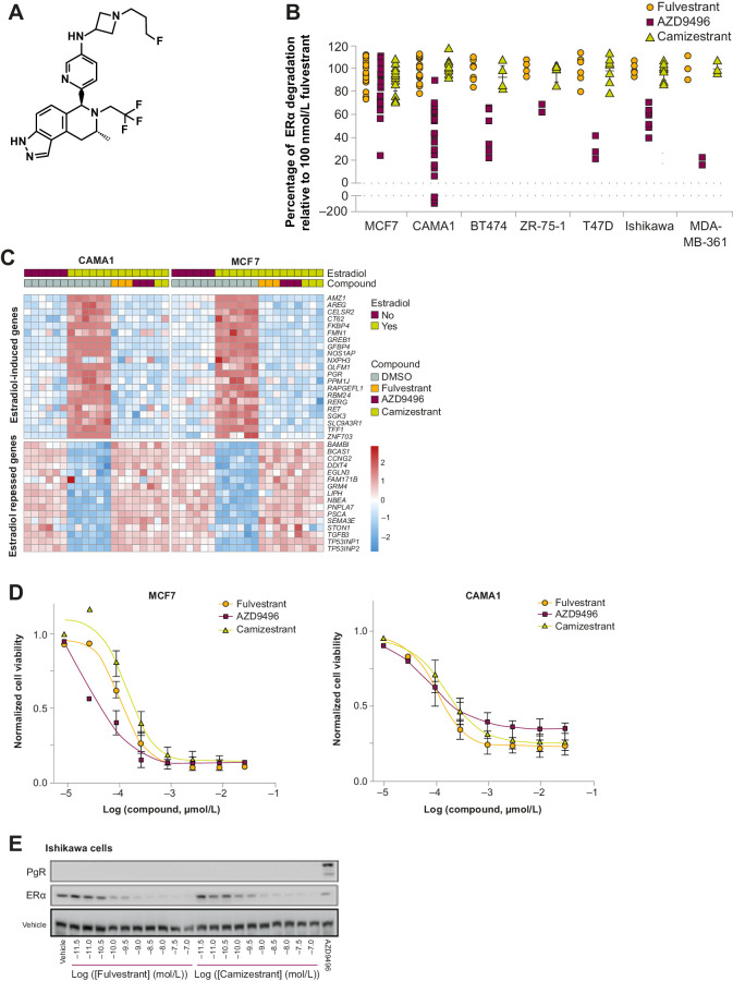 Figure 1. Camizestrant (AZD9833) is a selective ER degrader and pure antagonist. A, Chemical structure of camizestrant. B, The indicated cell lines were treated with 100 nmol/L of the indicated compound for 48 hours. Levels of ERα were assessed by Western blotting and normalized to an untreated control and fulvestrant. Each point represents an independent experiment. C, MCF7 or CAMA-1 cells were treated with DMSO, 1 nmol/L estradiol, or 100 nmol/L of the indicated compound + 1 nmol/L estradiol for 24 hours. RNA expression was assessed by RNA sequencing. Data represent z-scores of normalized gene expression for genes in an ER activity signature. D, MCF7 and CAMA-1 cells were treated with the indicated concentration of the indicated compound for 7 days. Cell number was estimated with a Sytox Green assay normalized to an untreated control on the day of treatment (0.0) and an untreated control on day 7 after treatment (1.0). Data points represent the mean from three independent experiments performed in triplicate ± SD. E, Ishikawa cells were treated with the indicated concentration of fulvestrant or camizestrant, or 100 nmol/L AZD9496 for 24 hours, and ERα and PgR expressions were determined by Western blot. DMSO, dimethyl sulfoxide; PR, progesterone receptor.