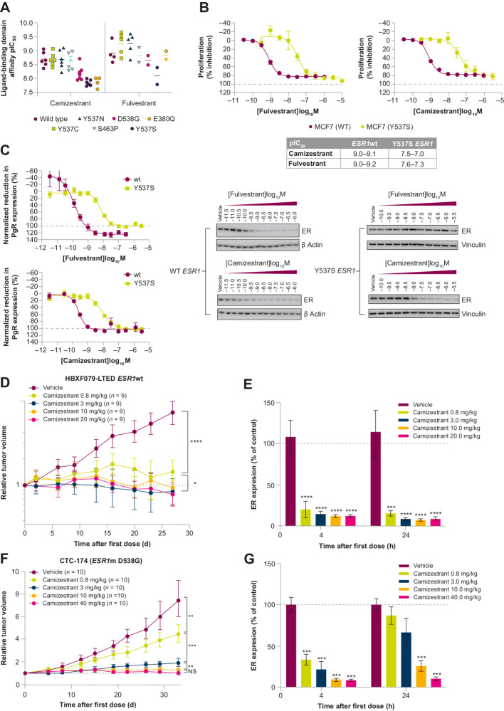 Figure 2. Binding and activity of camizestrant in clinically relevant ERα mutations. A, The pIC50 value of fulvestrant and camizestrant to displace a fluorescent ER ligand from wild-type, D538G, Y537N, E380Q, Y537C, S463P, or Y537S mutant purified ERα ligand-binding domain. Points represent independent experiments. B, MCF7 cells expressing WT or Y537S ERα were grown for 7 days in 5% FBS. Growth inhibition was estimated with a Sytox Green assay normalized to an untreated control on day 0 (0%) and an untreated control on day 7 of treatment (100%). Data points represent the mean from two independent experiments carried out in duplicate. Fulvestrant and camizestrant inhibited the proliferation of both WT and Y537S ERα-expressing MCF7 cells in a concentration-dependent manner. The table shows pIC50 values from independent experiments. C, MCF7 cells expressing WT or Y537S ERα were treated with the indicated concentration of fulvestrant or camizestrant for 72 hours, and ERα was determined by Western blot. Fulvestrant and camizestrant showed concentration-dependent inhibition of PgR expression (normalized to an untreated control) in MCF7 cells expressing both WT and Y537S ERα. D, Camizestrant dose–response in the long-term estrogen-deprived ESR1wt PDX model, HBXF079-LTED. Statistical analysis was performed by one-tailed, unequal variance t test versus log (change in tumor volume) compared with vehicle control at the final day of treatment. E, ER degradation measured by Western blot from tumors taken at the end of the efficacy dosing period. F, In the ESR1m D538G PDX CTC-174 model, camizestrant demonstrated antitumor activity in a dose-dependent manner, with maximal antitumor activity at 10 mg/kg. Efficacy correlated with ER degradation measured by Western blot from tumors taken at the end of the efficacy dosing period. Statistical analyses were performed by one-tailed, unequal variance t test versus log (change in tumor volume) compared with vehicle control at the final day of treatment. G, ER degradation measured by Western blot from tumors taken at the end of the efficacy dosing period. NS, not significant; *, P < 0.05; **, P < 0.01; ***, P < 0.001; ****, P < 0.0001. pIC50, negative log of the IC50 (half-maximal inhibitory concentration) value when converted to mol/L.