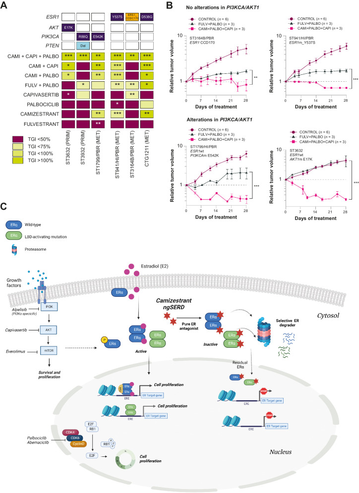 Figure 6. Enhanced efficacy of camizestrant in combination with PI3K/AKT/mTOR inhibitors as doublets in CDK4/6i-resistant models (2). A, 28-, 35- or 42-day efficacy studies using several ER+ breast cancer PDX harboring/not harboring alterations in PIK3CA/AKT/PTEN. Dark blue, mutations; light blue, deletions; orange, fusions. The rate of growth for each animal is estimated on the basis of fitting each tumor's growth curve to an exponential model: log10(tumor volume) = a + b·time + error, where a and b correspond to the log initial volume and growth rate, respectively. The model assumes that the error terms are normally distributed. Tumor volumes less than 15 mm3 were replaced with a minimum value of 15 mm3. This growth rate summary metric was then used for statistical analysis to compare treatments with a user-specified reference group. Tumor growth inhibition was used to plot a heat map. Designed dosing: oral palbociclib 50 mg/kg daily, subcutaneous fulvestrant 5 mg weekly, oral camizestrant 10 mg/kg daily, oral capivasertib 130 mg/kg BID 4 days on/3 days off. Statistical analysis was performed by one-tailed, unequal variance t test versus log (change in tumor volume) at the final day of treatment. B, 28-, 35- or 42-day efficacy studies used in A; relative tumor volume plots displaying arms: control, standard-of-care hormone therapy + CDK4/6 inhibitor (fulvestrant + palbociclib), or triplet combination of hormone therapy + CDK4/6 inhibitor + AKTi (camizestrant + palbociclib + capivasertib). Designed dosing: oral palbociclib 50 mg/kg daily, subcutaneous fulvestrant 5 mg weekly, oral camizestrant 10 mg/kg daily, oral capivasertib 130 mg/kg BID 4 days on/3 days off. Statistical analysis was performed by one-tailed, unequal variance t test versus log (change in tumor volume) at the final day of treatment. C, Camizestrant fits centrally in the overall landscape of breast cancer as a backbone endocrine therapy. Estrogens (e.g., E2) bind to ERα, leading to its dimerization and translocation to the nucleus, where ERα dimers bind to coactivators to form transcriptionally active ERα complexes. Activated complexes regulate gene transcription in the nucleus or activate kinases in the cytoplasm to drive cell proliferation. Mutations in the ligand-binding domain of ESR1 drive resistance in advanced ER+ breast cancer and act independently of estrogens to activate transcription. Camizestrant is a next-generation SERD for the treatment of ER+ breast cancer, acting as a pure ER antagonist and selective ERα degrader. Camizestrant's mechanism of action stops the transcription of ER target genes in wild-type (blue) and mutant (green) ERα, impairing tumor cell proliferation. These properties position camizestrant as a central endocrine therapy partner along with CDK4/6 inhibitors (palbociclib and abemaciclib) in ER+ breast cancer. Other signaling pathways are essential to ER+ breast cancer proliferation and survival, and contribute to mechanisms of endocrine therapy resistance, including CDK4/6 and PI3K/AKT/mTOR pathways. Inhibitors of these signaling axes are currently approved targeted therapies (everolimus and alpelisib) or under investigation (e.g., capivasertib). *, P < 0.05; **, P < 0.005; ***, P < 0.0005. CAMI, camizestrant; CAPI, capivasertib; CDK, cyclin-dependent kinase; CoA, cytochrome C oxidase assembly; Del, deletion; E2, estradiol; E2F, E2F transcription factor; ERE, estrogen response element; FULV, fulvestrant; m, mutated; MET, metastatic; PALBO, palbociclib; PRIM, primary; RB1, retinoblastoma gene; TGI, tumor growth inhibition.