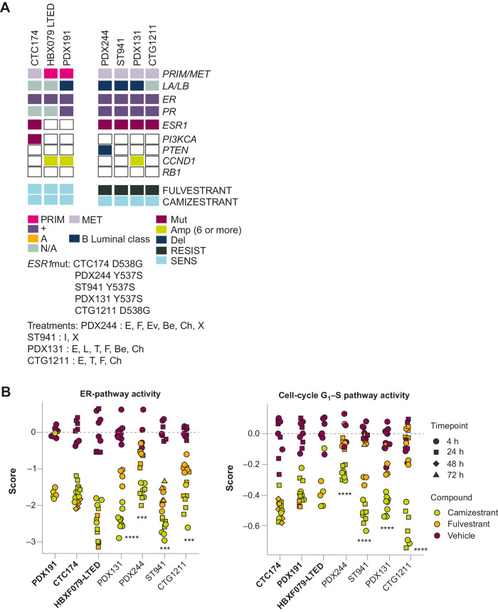 Figure 4. Camizestrant has superior in vivo activity to fulvestrant in ESR1wt and ESR1m PDX models (2). A, Characteristics of ER+ breast cancer models used. B, Change in ER pathway gene activation after treatment, expressed as change in ER pathway gene score and in cell-cycle G1–S checkpoint genes. See Supplementary Methods for details. Statistical analysis comparing fulvestrant and camizestrant was done using one-way analysis of covariance (n ≥ 4 animals per group). Models shown in bold (x-axis) are fulvestrant sensitive; those in regular type are fulvestrant resistant. ***, P < 0.001; ****, P < 0.0001. Amp, amplification; CCND1, cyclin D1; Del, deletion; MET, metastasis; Mut, mutation; PIK3CA, phosphatidylinositol 3-kinase subunit α; PR, progesterone receptor; PRIM, primary; RESIST, resistant; RB1, retinoblastoma gene; SENS, sensitive. Patient treatment reported: Be, bevacizumab; Ch, chemotherapy; E, exemestane; Ev, everolimus; F, fulvestrant; I, investigational; L, letrozole, T, tamoxifen; X, radiotherapy.