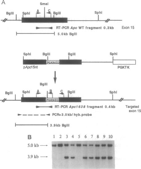 graphic file with name pnas01141-0251-a.jpg