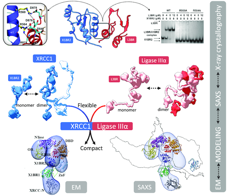 Graphical Abstract