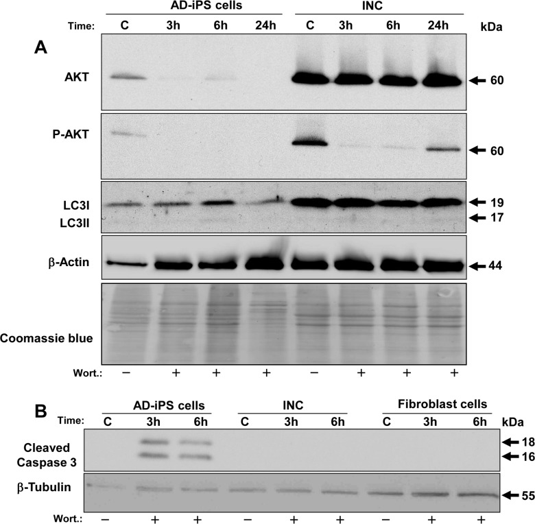 Fig 11