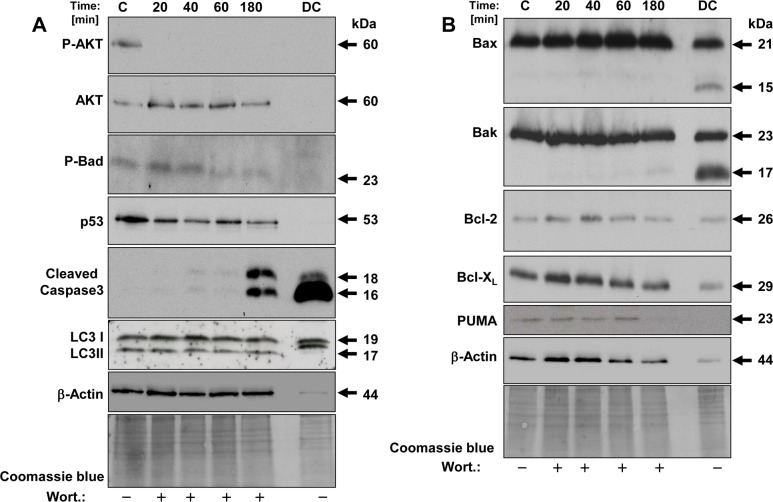 Fig 10