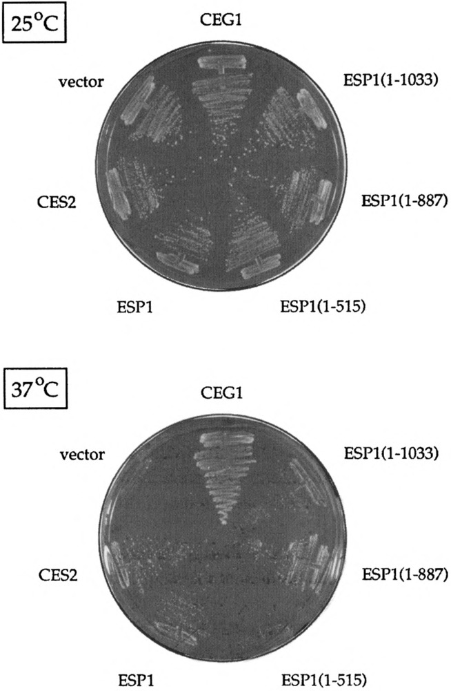 FIG. 7