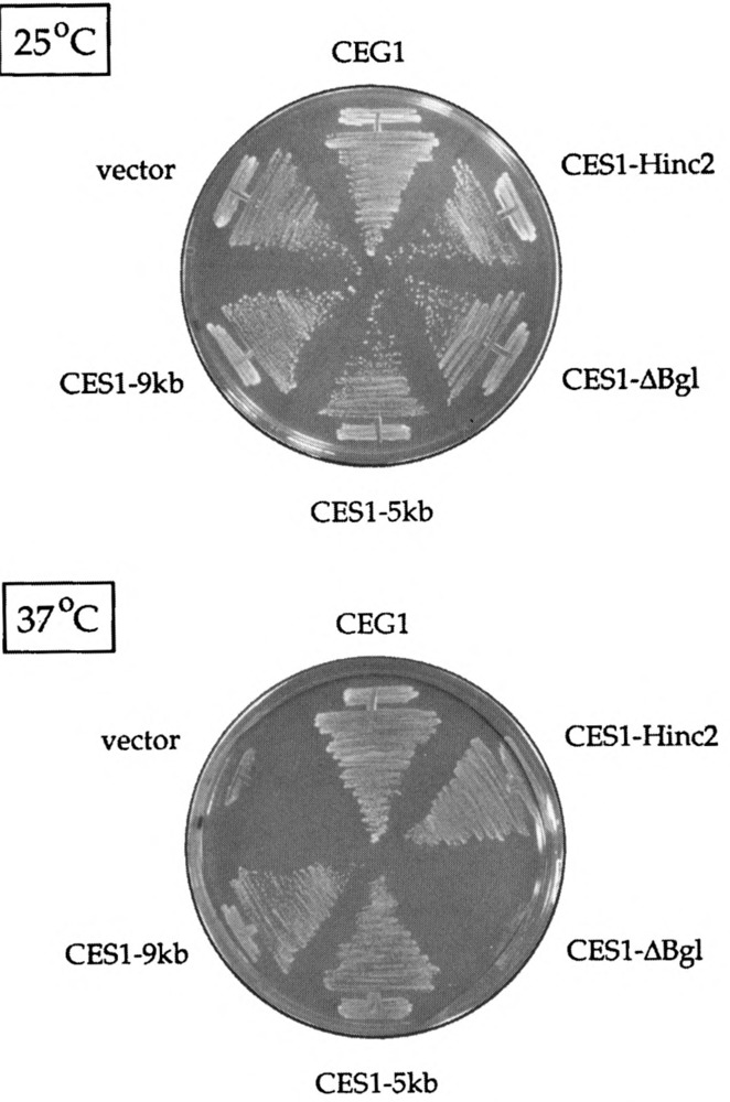 FIG. 5