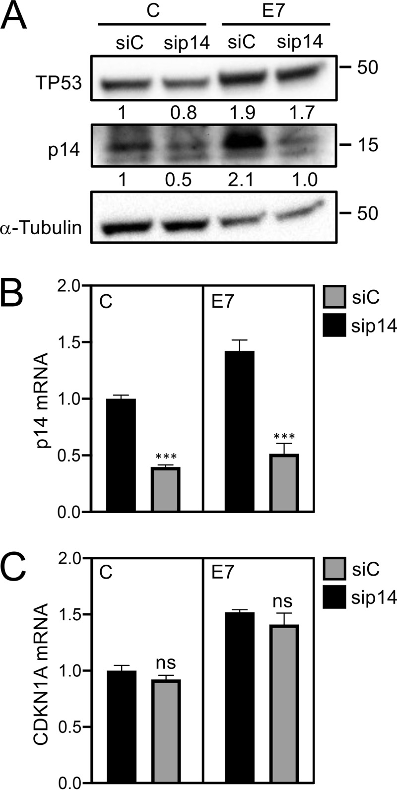 FIG 3