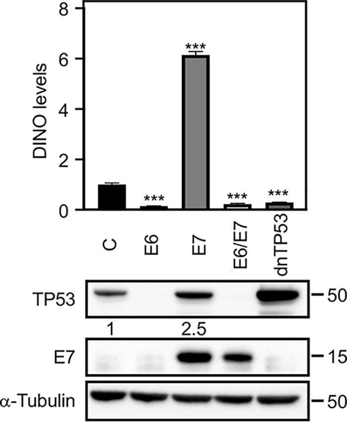 FIG 1