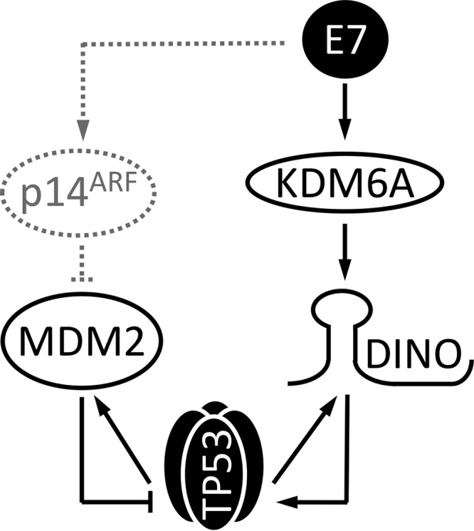 FIG 6