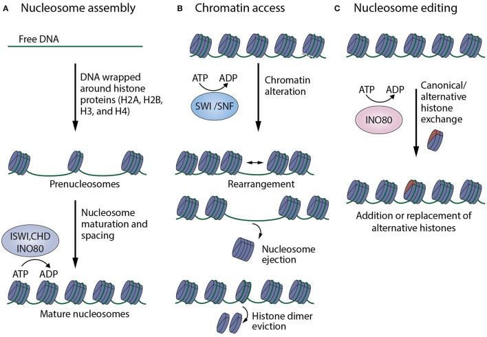 Figure 2