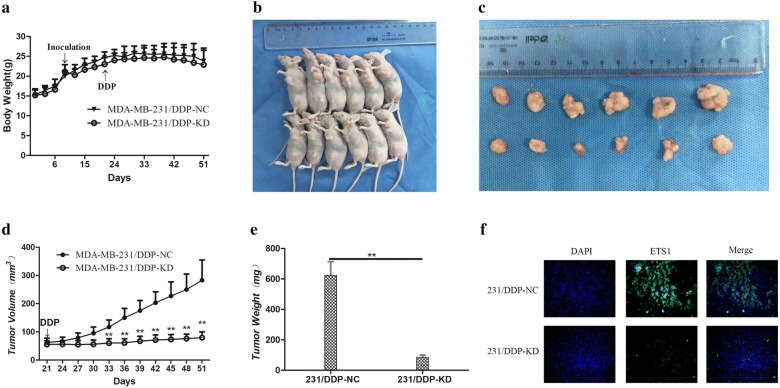 Fig. 6