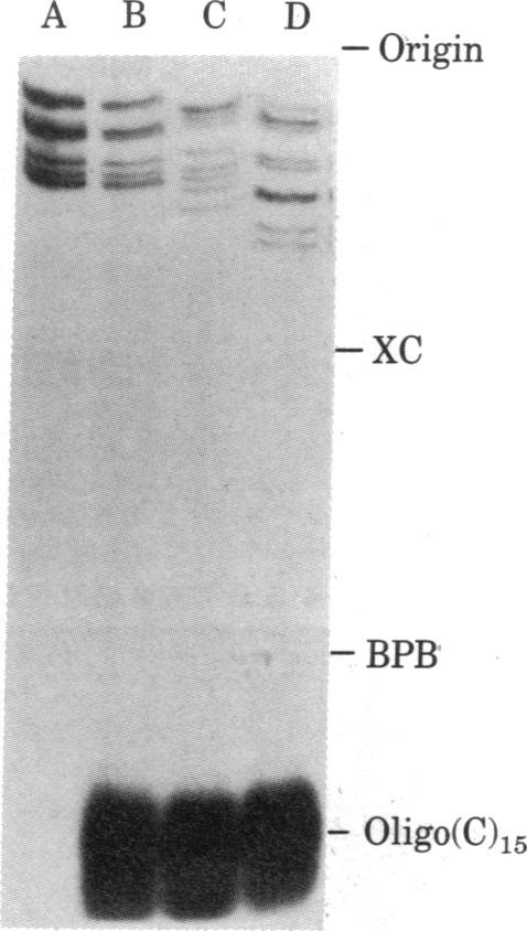 graphic file with name pnas00628-0062-a.jpg