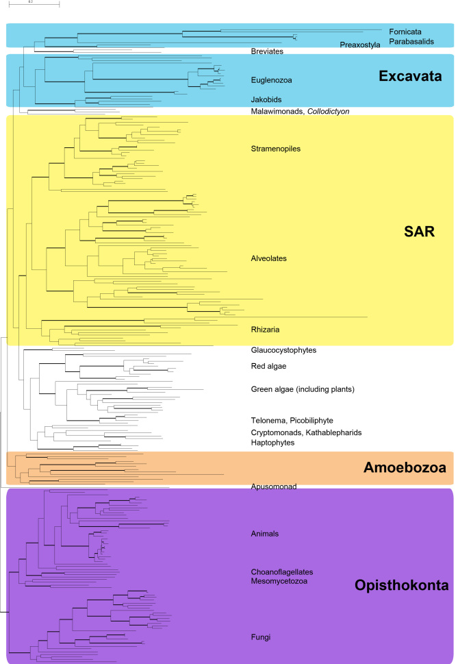 Most likely tree of concatenated post-pipeline alignments