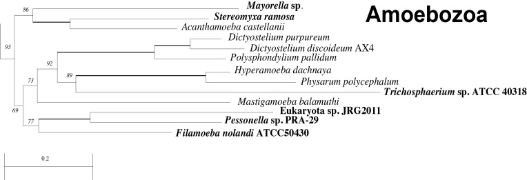 Details of Amoebozoa clade with new taxa in bold