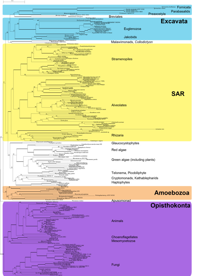 graphic file with name FigS1_Tree_names.jpg