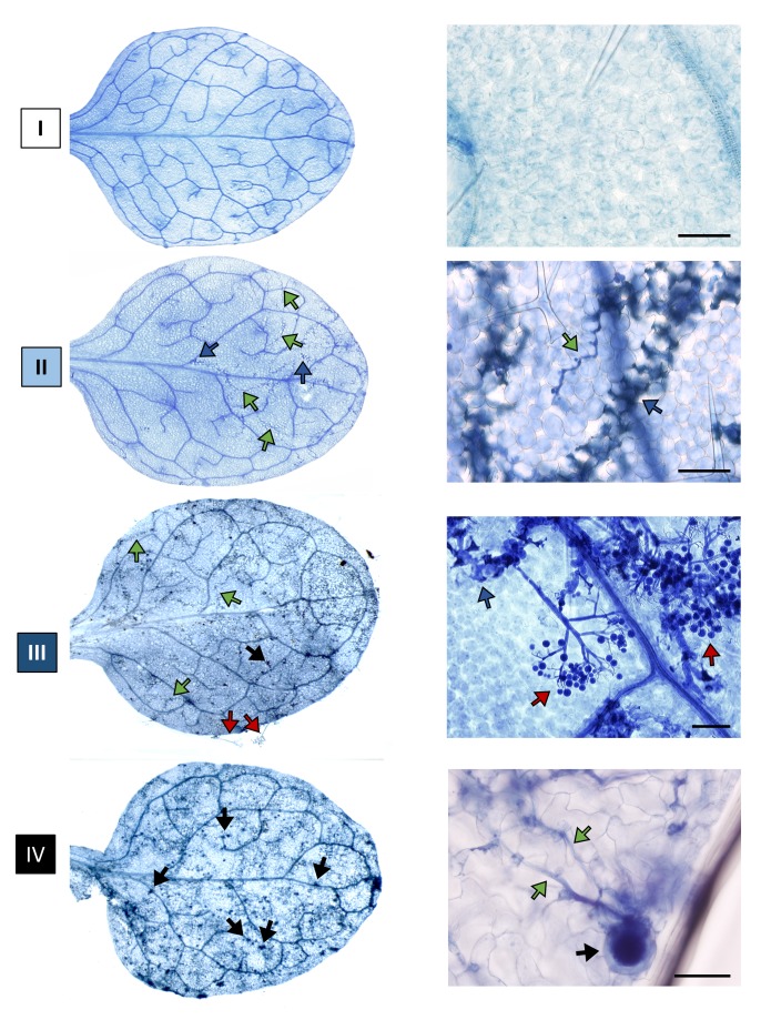 Figure 1—figure supplement 1.