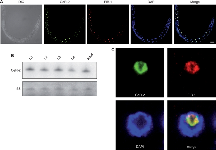 Figure 2.