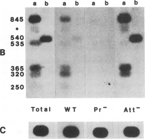 graphic file with name pnas00615-0045-a.jpg