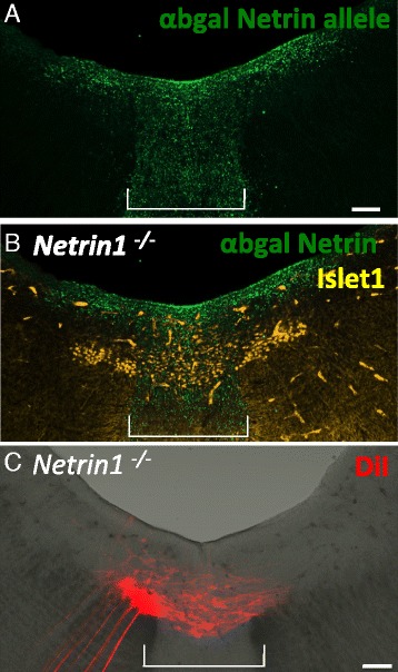 Fig. 10