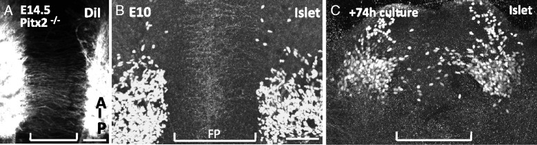 Fig. 11