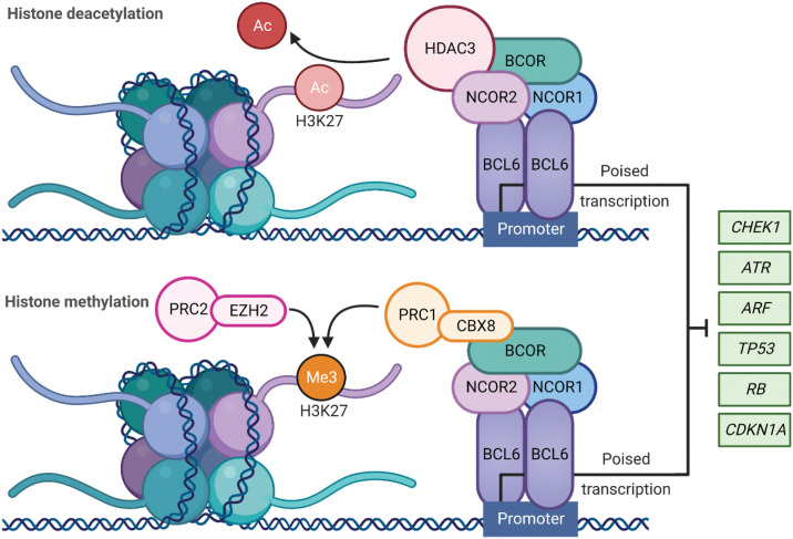 Figure 2. BCL6 role in transcriptional regulation: BCL6 homodimer binds to target gene promoters to repress the transcriptional programs required for tumor suppression and apoptosis during the formation of the GCs. This is regulated via the recruitment of BCL6 corepressor (BCOR), nuclear receptor corepressor (NCOR1), and nuclear receptor corepressor 2 (NCOR2) to form a multifunctional ternary corepressor complex. BCL6 represses or poises transcription through BCOR and NCOR2 binding to histone deacetylase 3 (HDAC3), resulting in deacetylation of H3K27. When BCOR binds and recruits noncanonical polycomb repressive complex 1 (PRC1)-CBX8, the polycomb repressive complex 2 (PRC2) complex subunit enhancer of zester homolog 2 (EZH2) catalyzes H3K27 trimethylation resulting in epigenetic silencing. Ac = acetylation, Me3 = trimethylation.