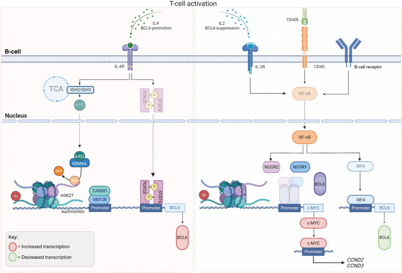 Figure 3. BCL6 Regulation: BCL6 expression in B cells during GC formation occurs once B cells have matured with correct antigen affinity. T-cell activation and IL4 stimulation via cytokines drives metabolic tricarboxylic acid (TCA) cycle reprogramming through IDH2 and IDH3 and hence the production of alpha ketoglutarate (αKG), which acts as a substrate for lysine-specific demethylase 6A (KDM6A) leading the loss of repressive H3K27me3 marks. KDM6A is recruited by phosphorylated signal transducer and activator of transcription (STAT6), to the BCL6 locus causing the demethylation of H3K27me3, leading to euchromatin and active transcription of BCL6. Myocyte enhancer-binding factor 2B (MEF2B), the master regulator of BCL6 expression is regulated via its corepressor phosphatase, CABIN 1 (calcineurin Binding Protein 1) and binds to BCL6 promoter, following T-cell activation. MEF2B binds predominantly to chromatin with histone marks, H3K4me3 (trimethylation, Me3) and H3K27ac (Acetylation, Ac) suggestive of active marks. Following IL2 stimulation, CD40 activation and B-cell receptor activation, NF-kB is translocated to the nucleus where it suppresses the formation of the BCL6–NCOR complex, alleviating the negative regulation of the c-MYC promoter by BCL6. NF-kB activation promotes IRF4 to bind to the BCL6 promoter to negative regulate its transcription.