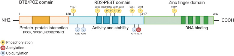 Figure 1. Structure and function of BCL6. BCL6 harbors a trimodular structure consisting of a N-terminus Broad-complex, Tramtrack and Bris‐à-brac/poxvirus and zinc finger (BTB/POZ) domain for protein interactions such as corepressor proteins (darker orange). A central transcriptional repressor domain (RD2) containing a proline (P), glutamic acid (E), serine (S), and threonine (T) – PEST region, which dictates the proteins activity and stability by binding regulatory proteins that determine its half-life (darker blue). A series of C-terminal Krüppel-like C2H2-type zinc fingers which bind DNA to repressed gene expression (darker green).