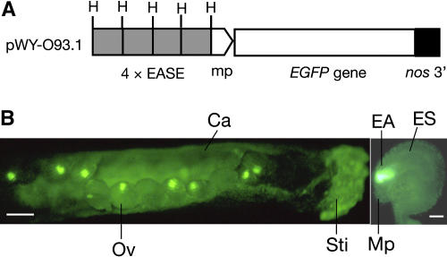 Figure 5.