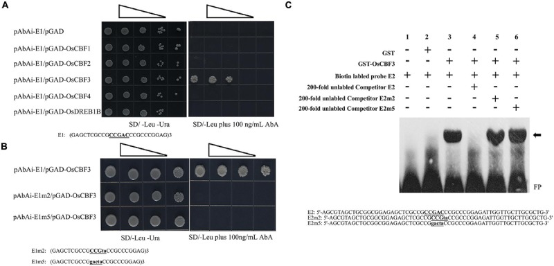 FIGURE 4