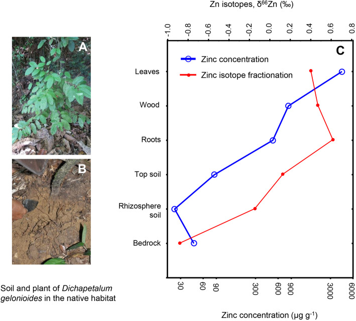 Fig. 1