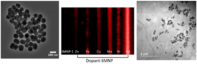 graphic file with name nihms-1687630-f0001.jpg