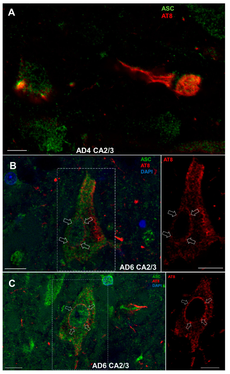 Figure 12