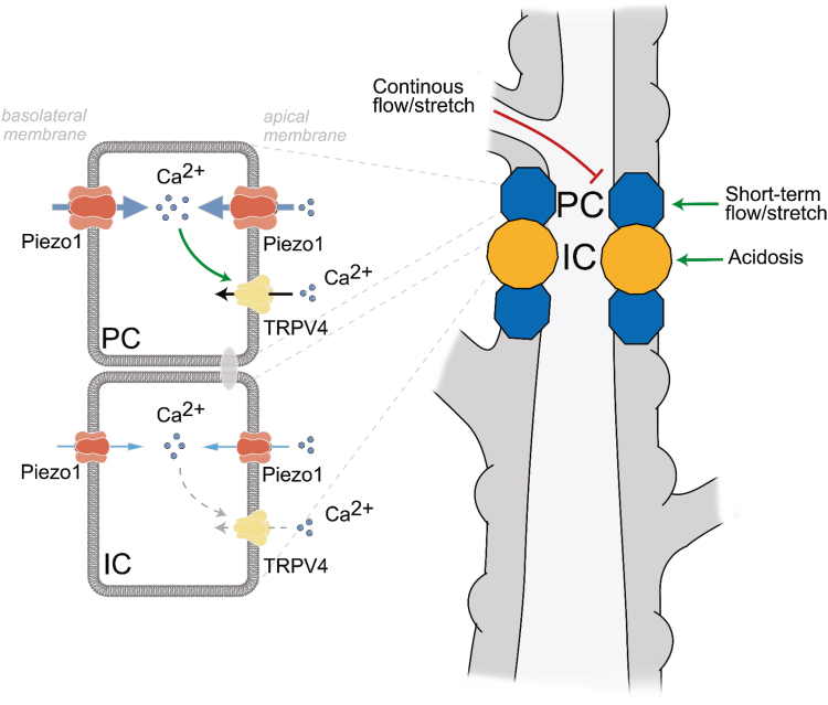 Figure 11