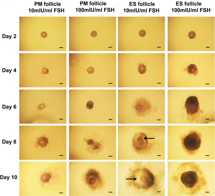 FIGURE 2