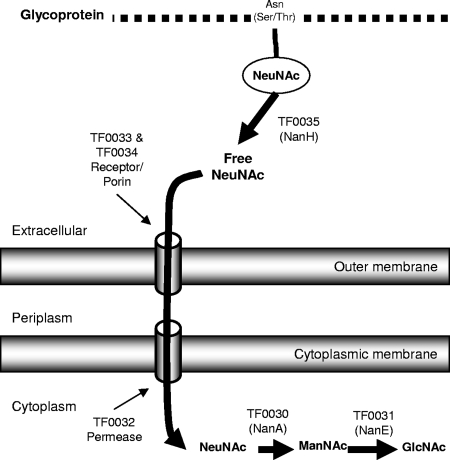 FIG. 4.