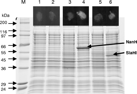 FIG. 2.