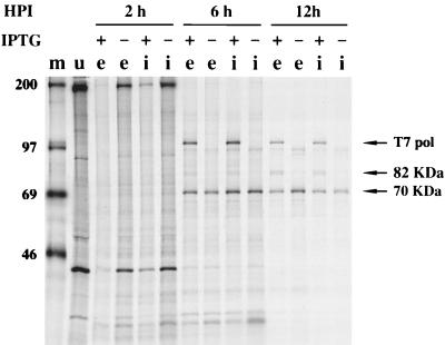 FIG. 5