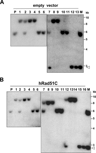 FIG. 7.