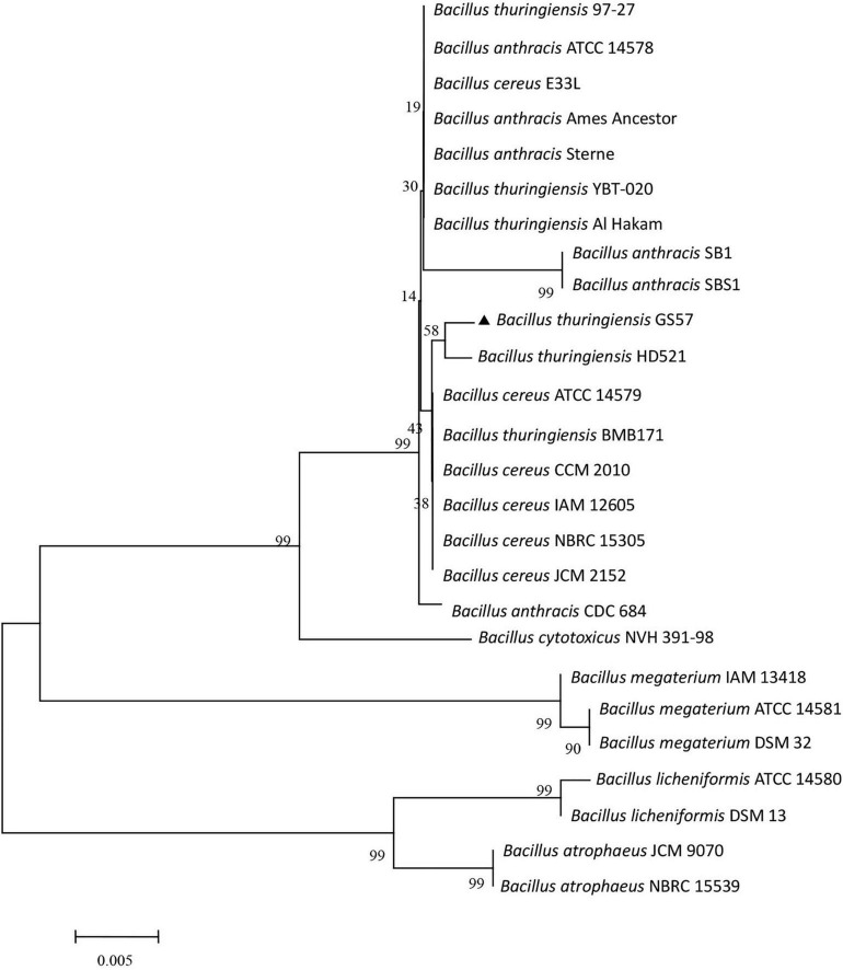 FIGURE 2