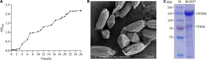 FIGURE 1