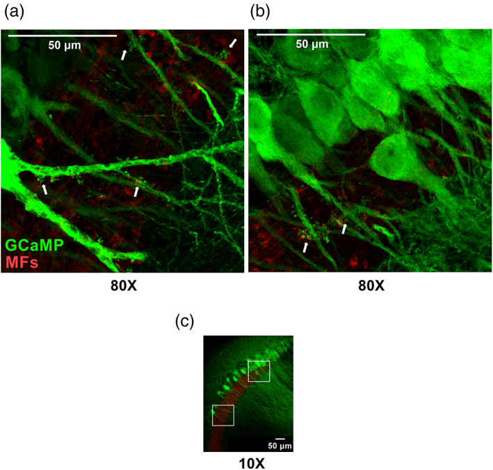 FIGURE 4