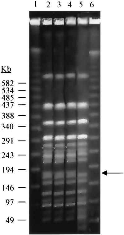 FIG. 1