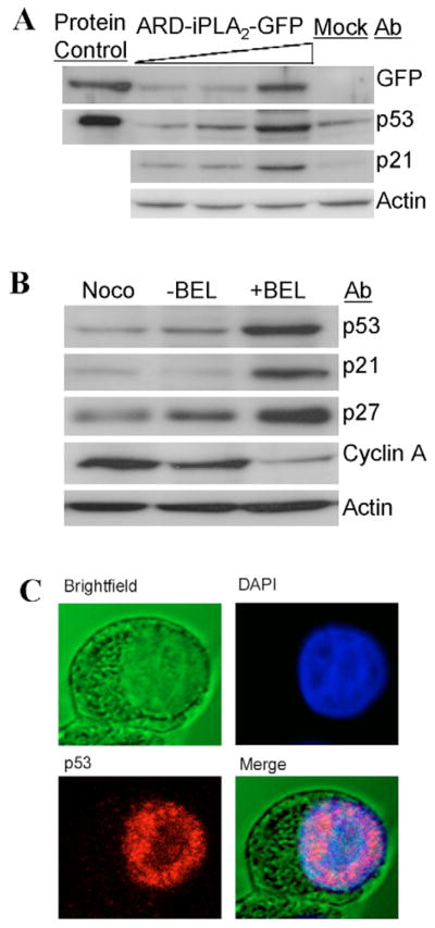 Fig. 5