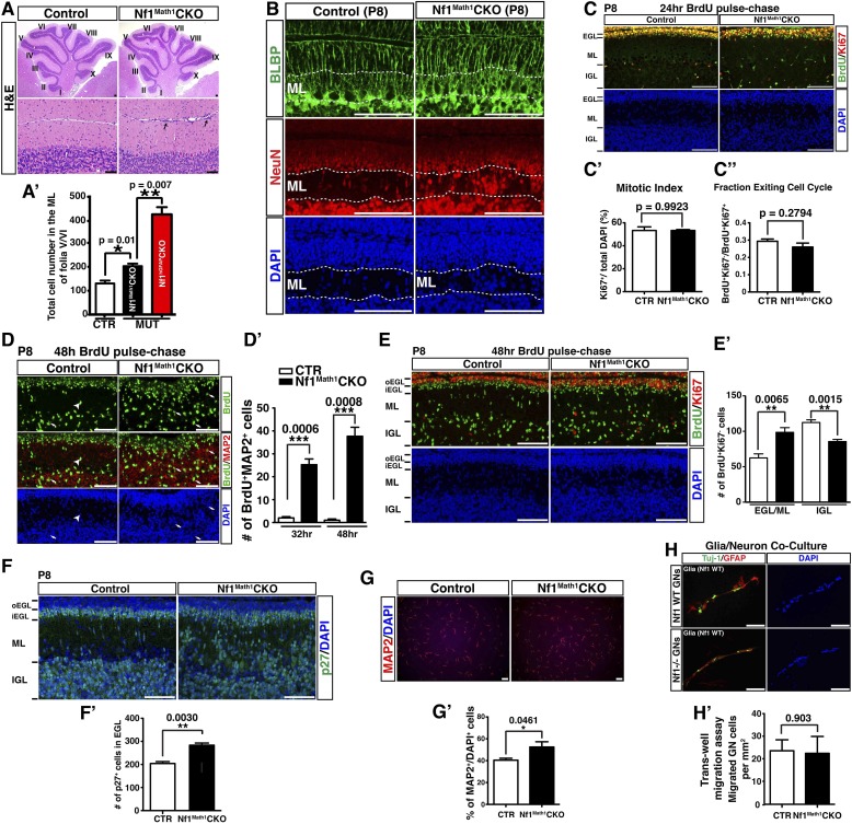 Figure 4—figure supplement 1.